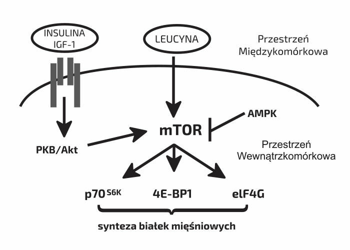 Szlak mTOR dla laików