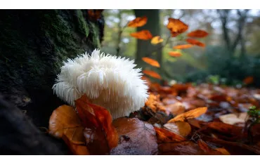 Soplówka jeżowata (Lion’s Mane) – działanie, właściwości i suplementacja