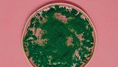 Chlorella i spirulina – algi o wszechstronnych właściwościach 