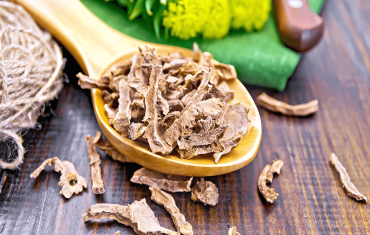 Różeniec górski (Rhodiola rosea) - właściwości i działanie