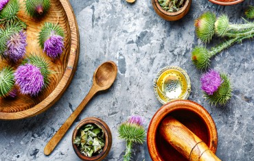 Ostropest plamisty – właściwości, działanie, dawkowanie, stosowanie