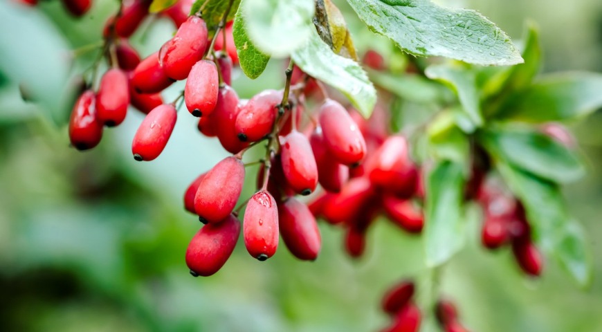 Berberyna - właściwości, działanie i skutki uboczne stosowania berberyny