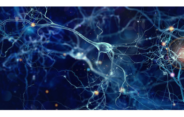 GABA (kwas gamma-aminomasłowy) - właściwości, działanie, jak stosować