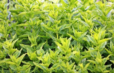 Zioła zwiększające poziom testosteronu