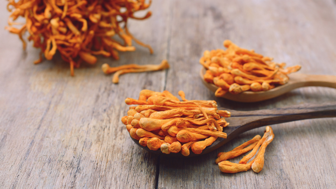 Kordyceps chiński - właściwości, działanie, jak stosować