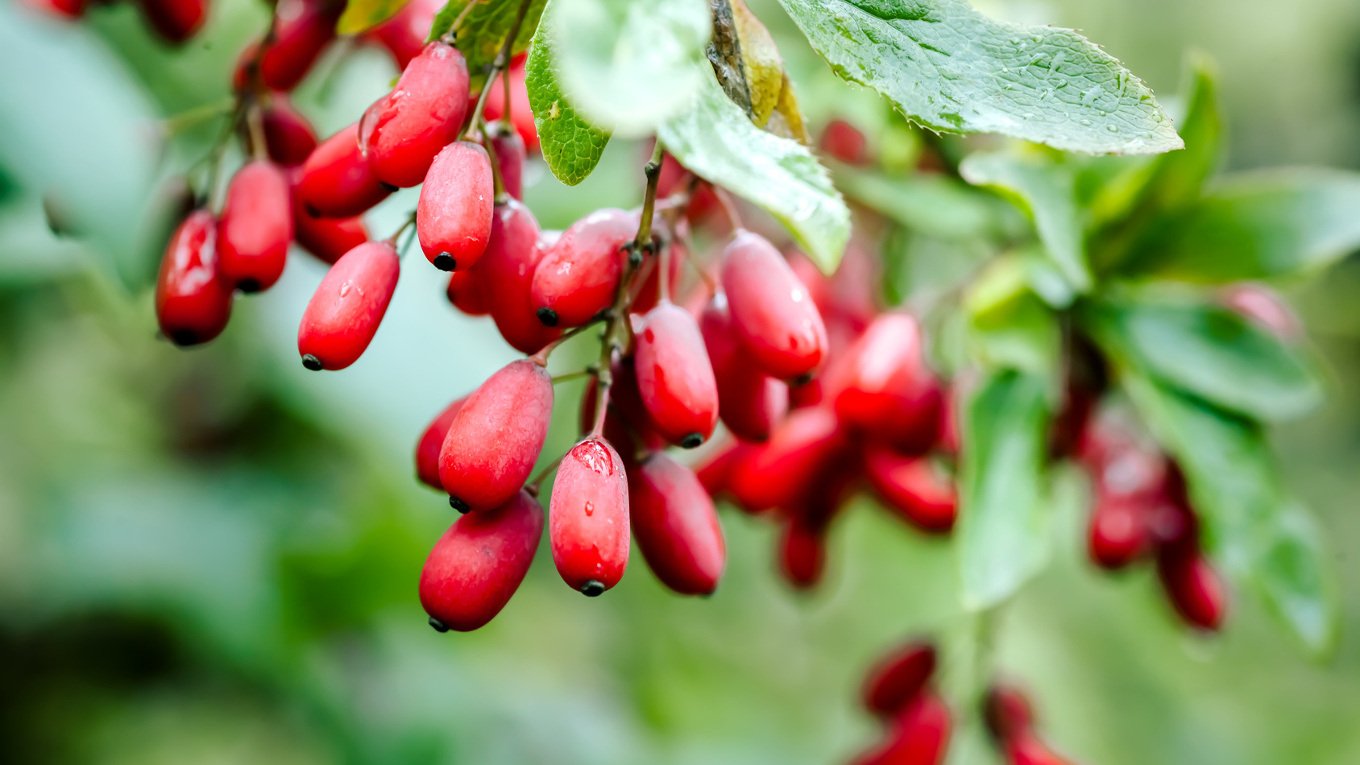 Berberyna - właściwości, działanie i skutki uboczne stosowania berberyny